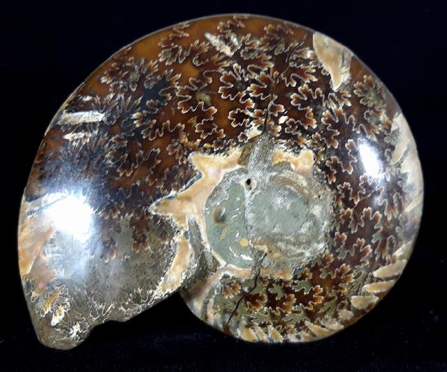 Cleoniceras (Grycia) besairiei COLLIGNON 1949 - Bild © FossNet FossilienStore